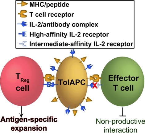 A diagram showing how ToIAPCs interact with T cells.
