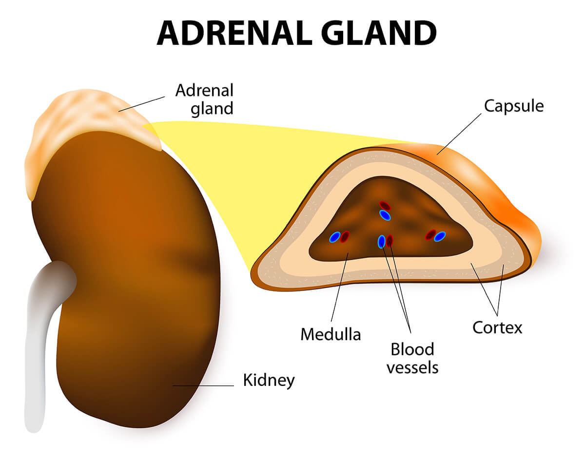 Adrenal Glands Johns Hopkins Medicine Health Library