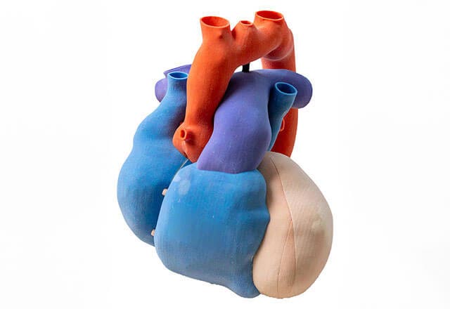 3D graphic of a heart divided by chambers