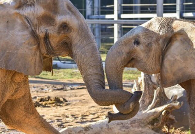 A photo from the Maryland Zoo.