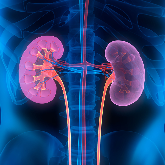 Animation of kidneys inside the human body