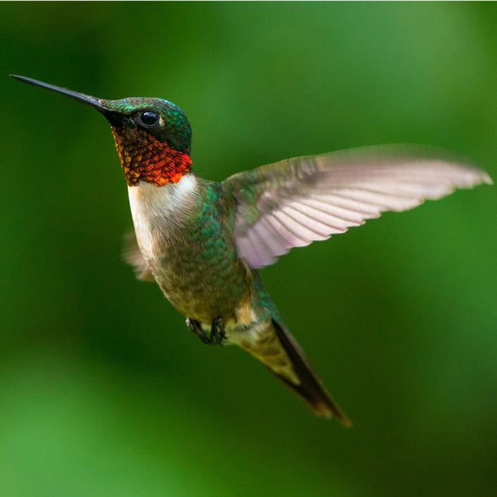A hummingbird 