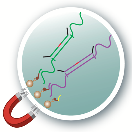 Probes and magnetic beads capture RNA related to SARS-CoV-2.