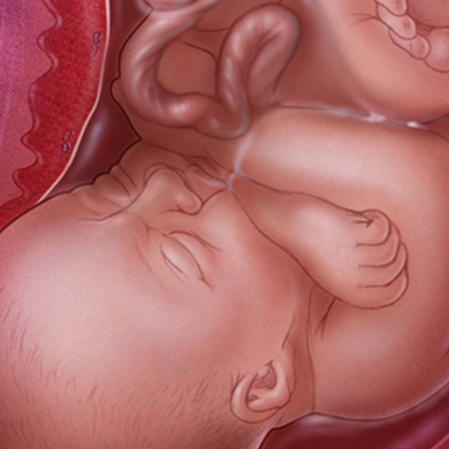 An illustration of a baby in the womb