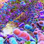 Artist's rendering of gut bacteria