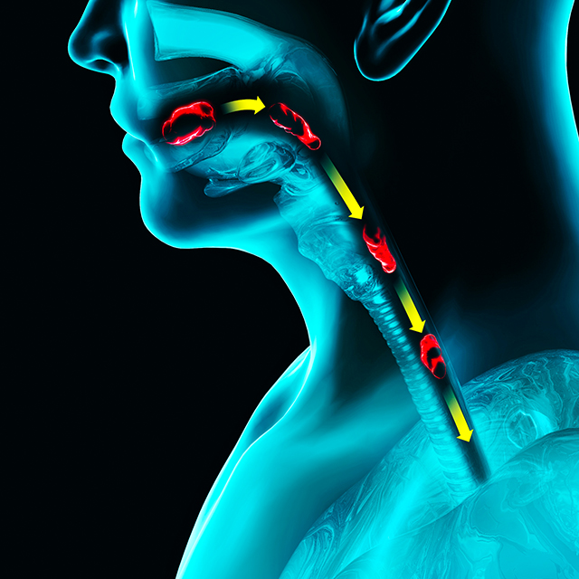 he path of food, the act of swallowing. Person x-ray, 3d render. Swallowing involves the transport of saliva, solid food and drinks from the mouth to the stomach