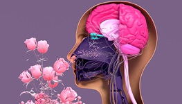 Components of the olfactory system.