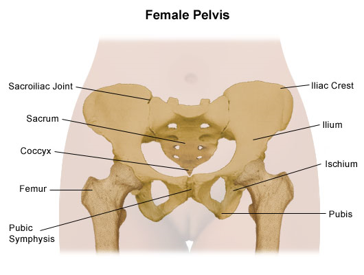 The internal structure of the pelvic girdle female skeleton and