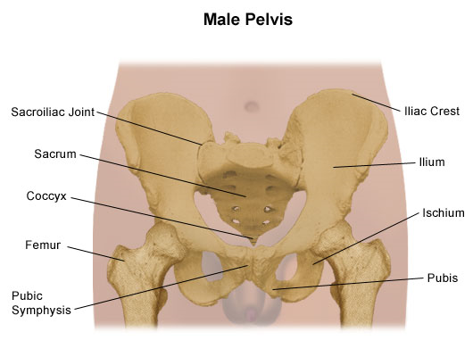 Pelvic anatomical regions Diagram