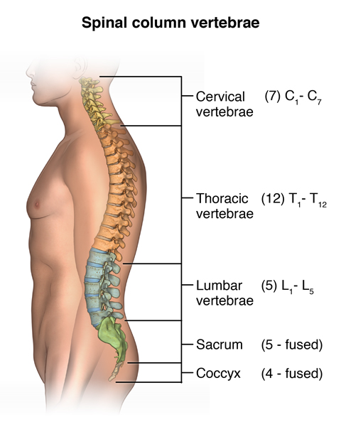 https://www.hopkinsmedicine.org/-/media/images/health/1_-conditions/bones-and-joints/spinal-column-vertebrae.png