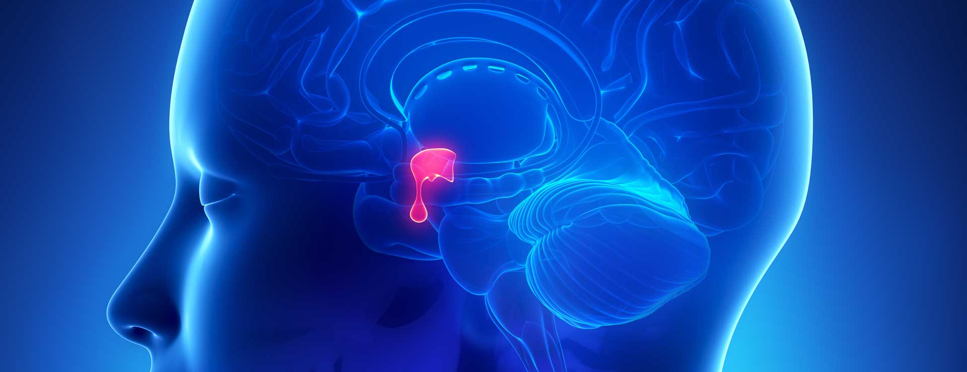 Pituitary Tumors Johns Hopkins Medicine