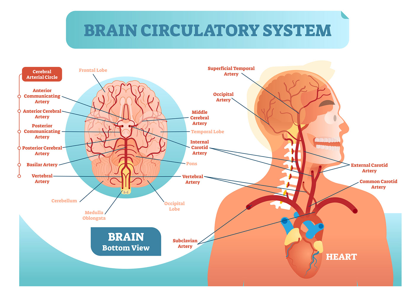 3 Main Parts of the 3 Pound Human Brain - CogniFit Blog: Brain