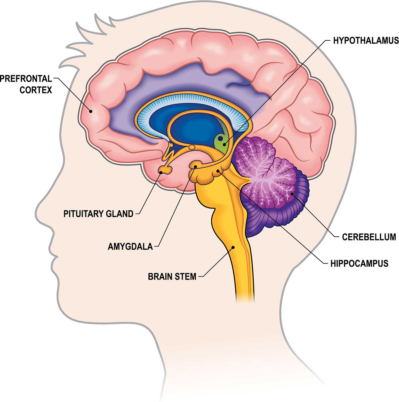 brain parts and functions
