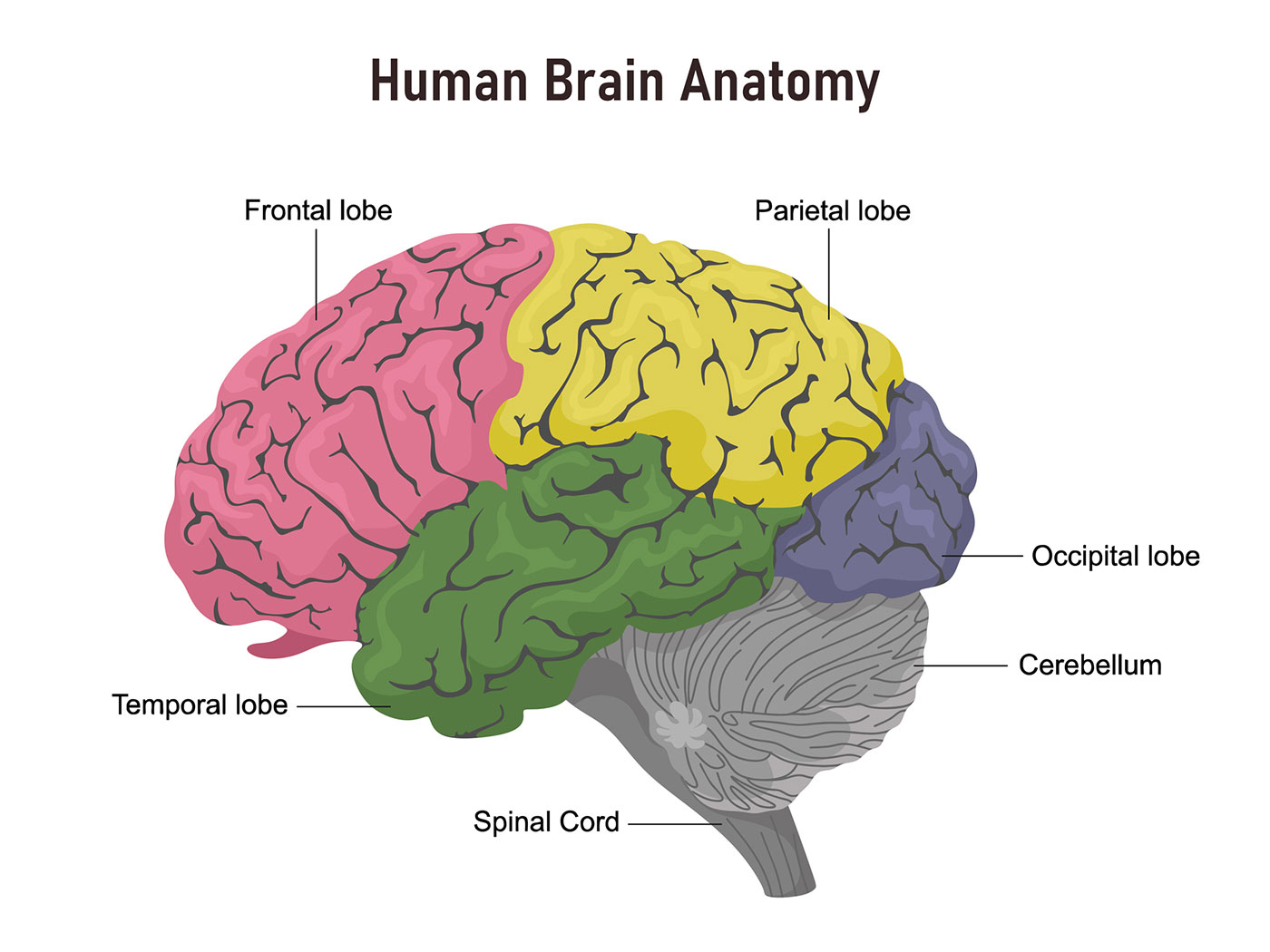 What Parts Of The Brain Are Involved In The Reward System