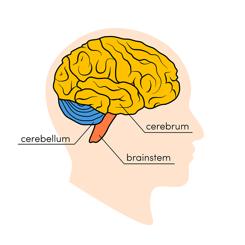 Human Brain Parts Names