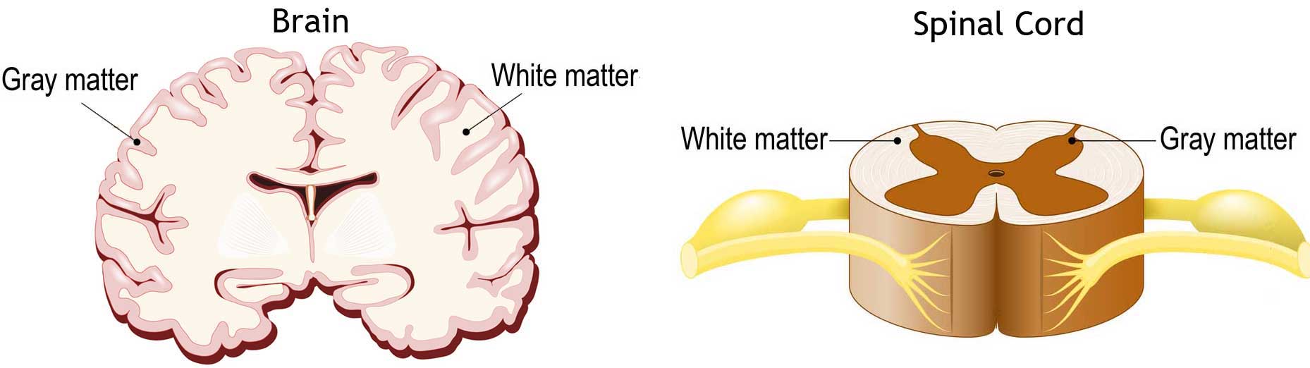 Brain gray Matter And White Matter 