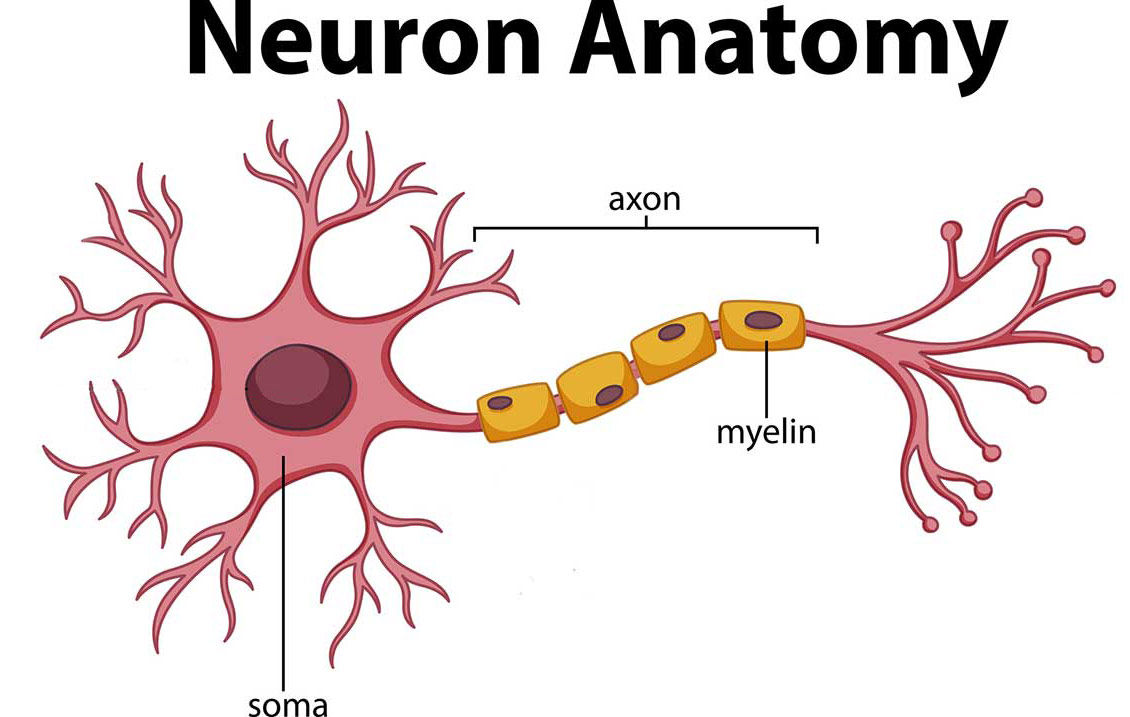 brain-anatomy-and-how-the-brain-works-johns-hopkins-medicine