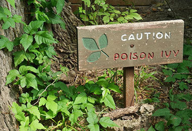 A sign warning people away from poison ivy