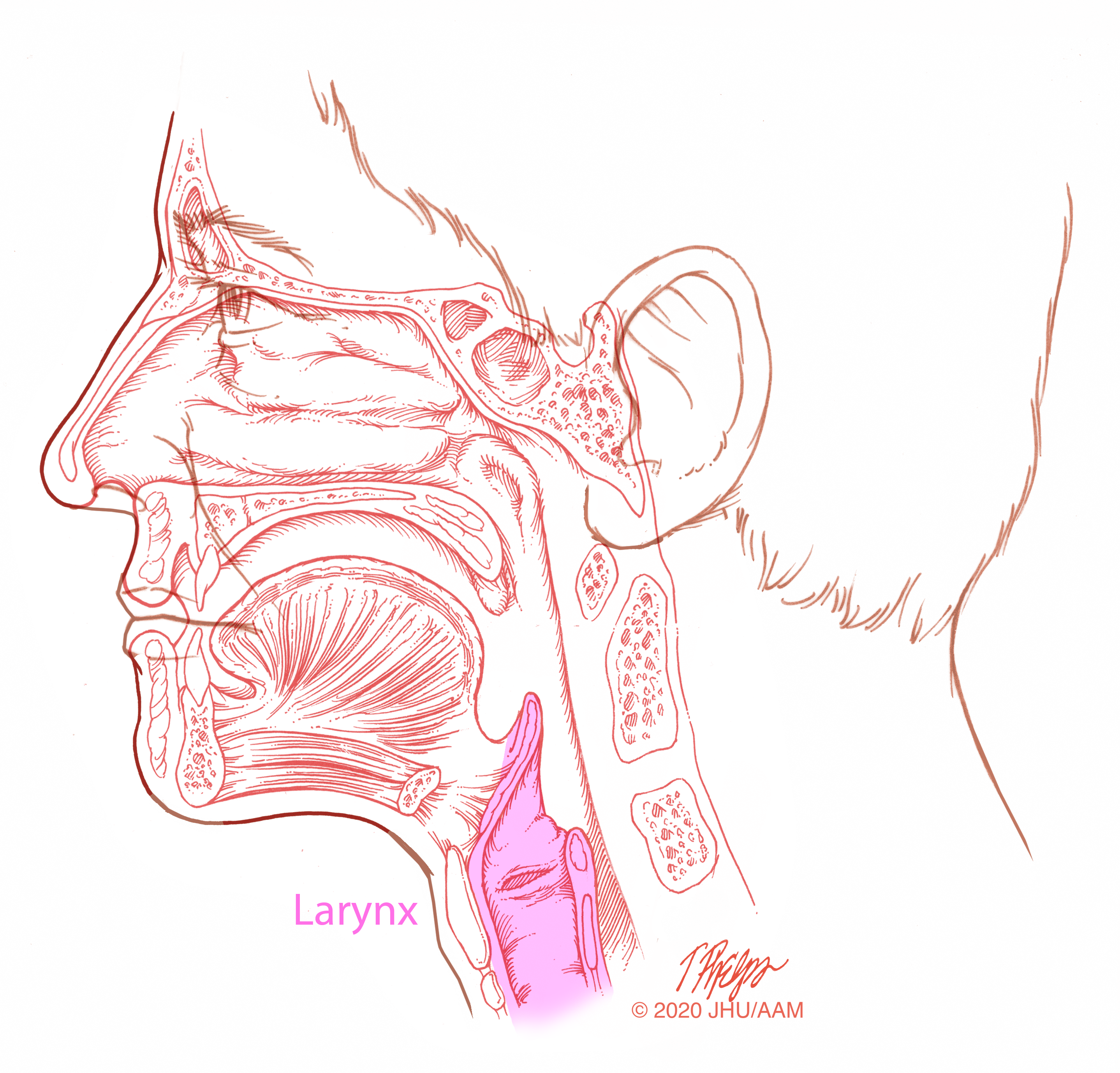 Sketch larynx and explain its function in your own words​ - Brainly.in