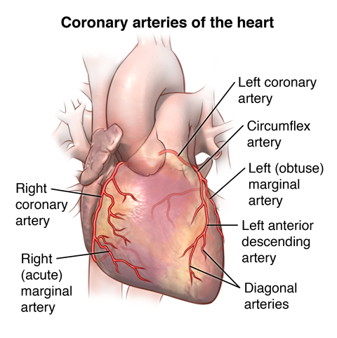 coronary arteries supply