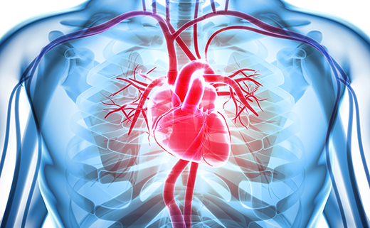 heart anatomy arteries