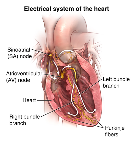 Heart Electrical System 