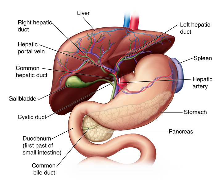 human liver location