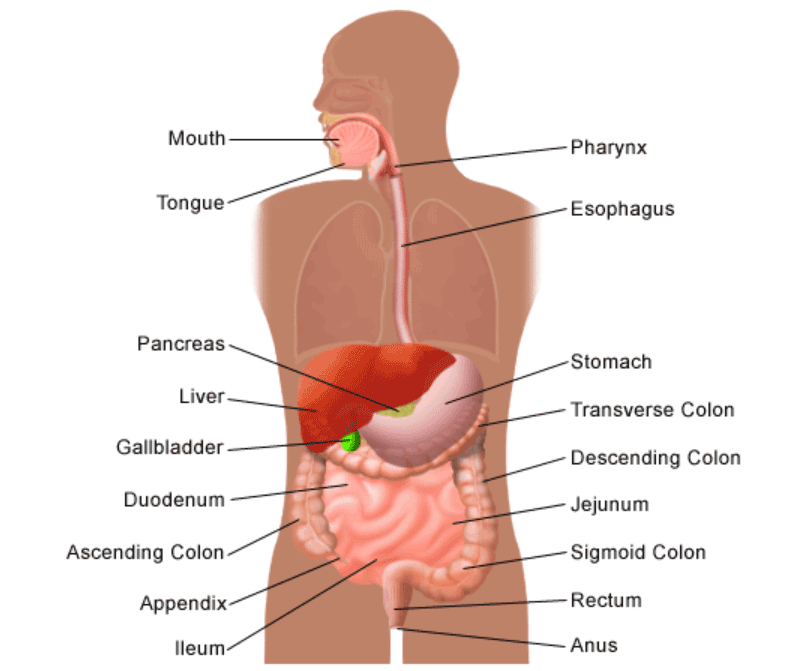 Gas in the Digestive Tract