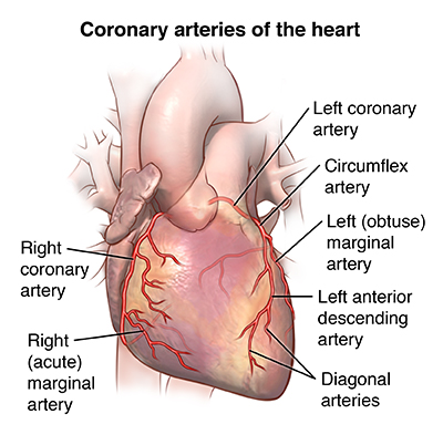 Download Coronary Artery Bypass Graft Surgery | Johns Hopkins Medicine
