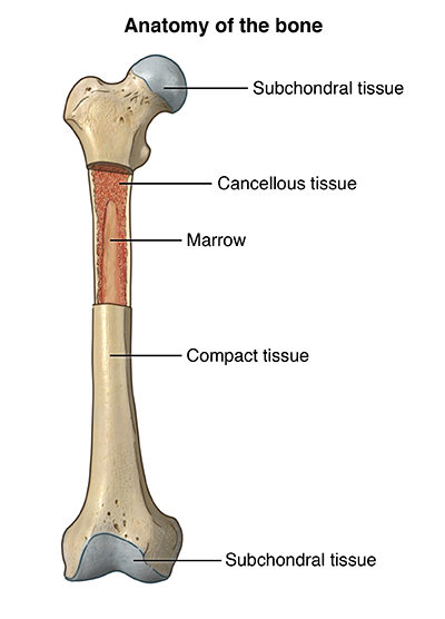 bone marrow core biopsy