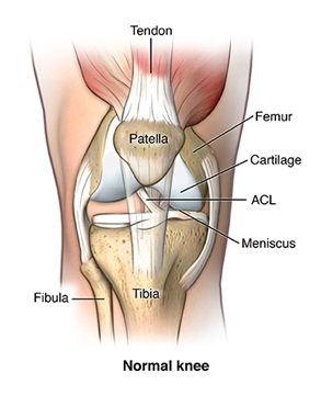 knee joint ligaments and tendons
