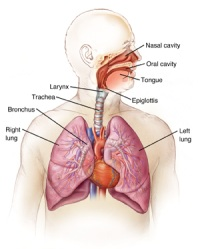 How is a lung biopsy performed