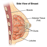 Breast measurements in the frontal view.