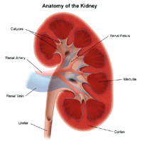 healthy kidney ultrasound