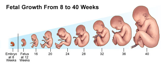 First Trimester of Pregnancy (0 to 12 Weeks) - BabyInfo