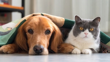 Pet dog and cat resting together under a blanket