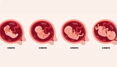 fetus development graphic