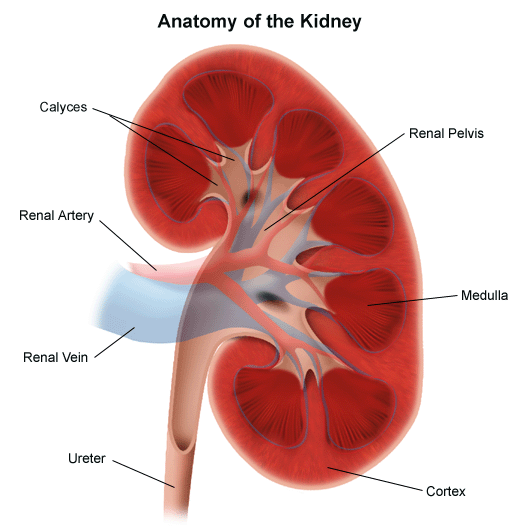 Anatomy of the Urinary System | Johns Hopkins Medicine
