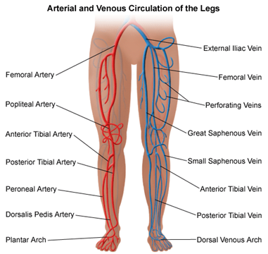 Do You Have Unexplained Swelling In Your Left Leg? What Does It Mean? -  Vein Specialists of the Carolinas