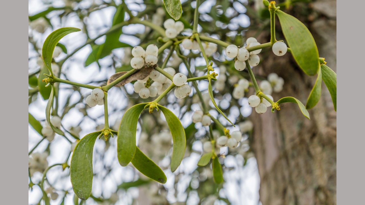 U.S. Study of Intravenous Mistletoe Extract to Treat Advanced Cancer