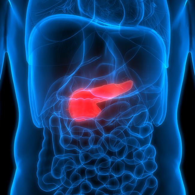 Illustration of a pancreas