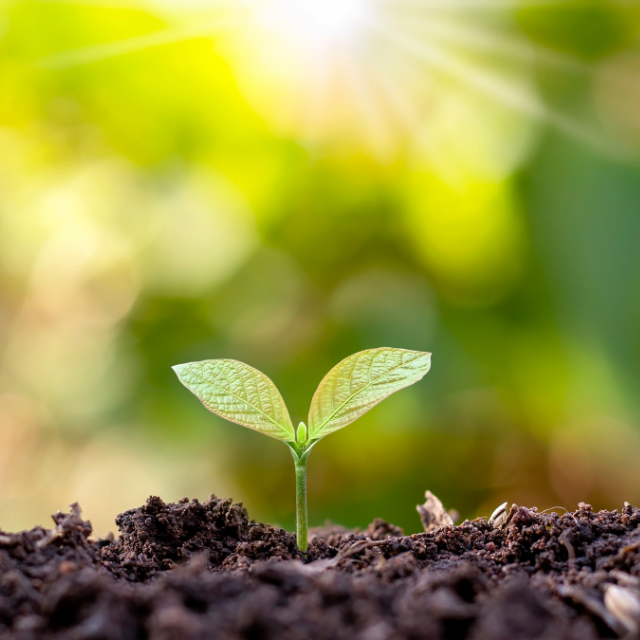 Photo of a Planted Seed Growing 