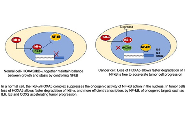 tumor-suppressor