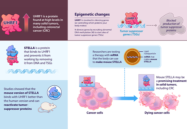 Epigenetic research reveals a potential new treatment for colorectal cancer and other solid tumors.