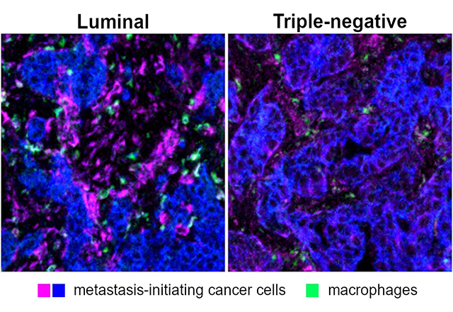 macrophages graphics