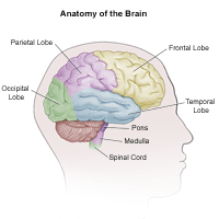 Anatomy of the Brain | Johns Hopkins Medicine