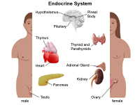 Endocrines, Free Full-Text