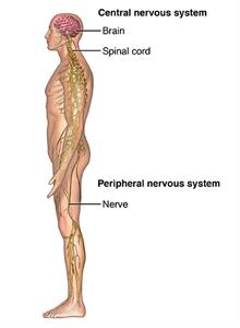 Long Term Effects of Spinal Cord Compression –