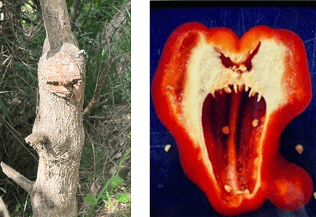 Two examples of pareidolia phenomenon showing a tree and another showing a red bell pepper cut in half.