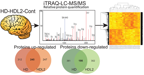 HD vs HDL2 proteome, from human brain tissue
